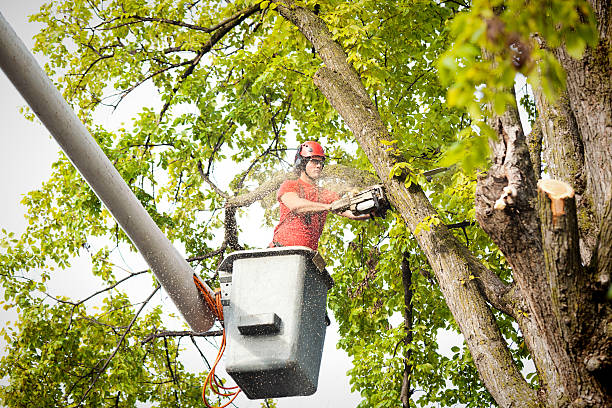 Waldo, AR Tree Services Company